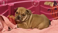 DINO, a male English Bulldog for sale in Prairie Farm, WI – 1 of 1