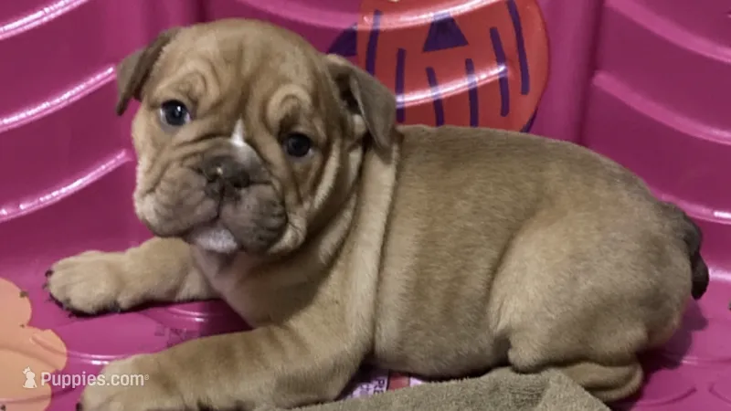 EARLY GIRL – English Bulldog puppy for sale in Prairie Farm, WI