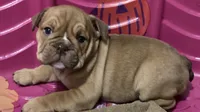 EARLY GIRL, a female English Bulldog for sale in Prairie Farm, WI – 1 of 1