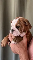 SPROUT, a female English Bulldog for sale in Prairie Farm, WI – 5 of 5