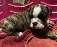 BABYCAKES, a female English Bulldog for sale in Prairie Farm, WI – 1 of 1
