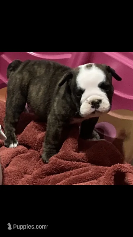 PORKCHOPS – English Bulldog puppy for sale in Prairie Farm, WI