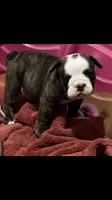 PORKCHOPS, a female English Bulldog for sale in Prairie Farm, WI – 1 of 1