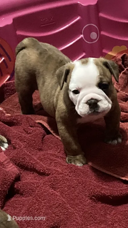 SPROUT – English Bulldog puppy for sale in Prairie Farm, WI