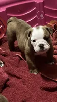 SPROUT, a female English Bulldog for sale in Prairie Farm, WI – 1 of 1