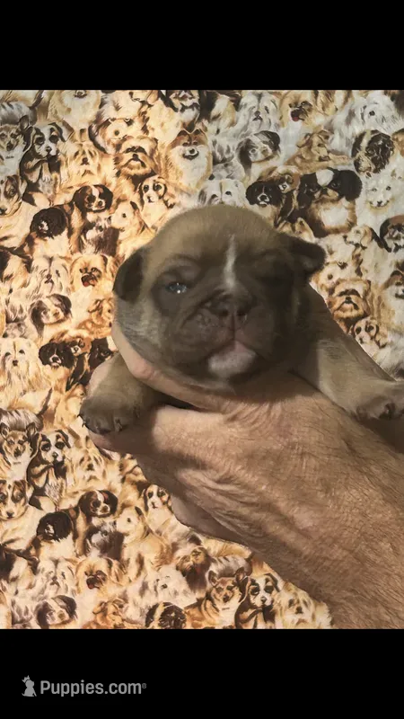 REESE – English Bulldog puppy for sale in Prairie Farm, WI