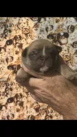 REESE, a male English Bulldog for sale in Prairie Farm, WI – 1 of 1