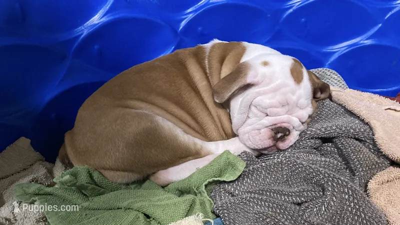 FUZZY – English Bulldog puppy for sale in Prairie Farm, WI
