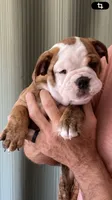 SPROUT, a female English Bulldog for sale in Prairie Farm, WI – 2 of 5