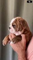 SPROUT, a female English Bulldog for sale in Prairie Farm, WI – 3 of 5