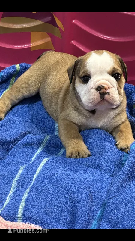 OSCAR – English Bulldog puppy for sale in Prairie Farm, WI