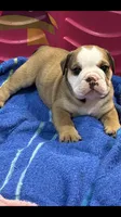 OSCAR, a male English Bulldog for sale in Prairie Farm, WI – 1 of 1