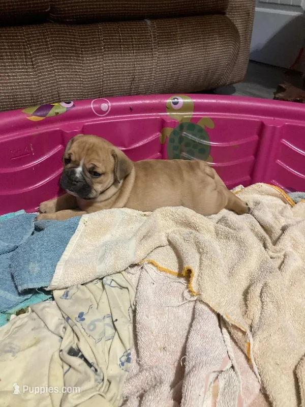 MABEL – English Bulldog puppy for sale in Prairie Farm, WI