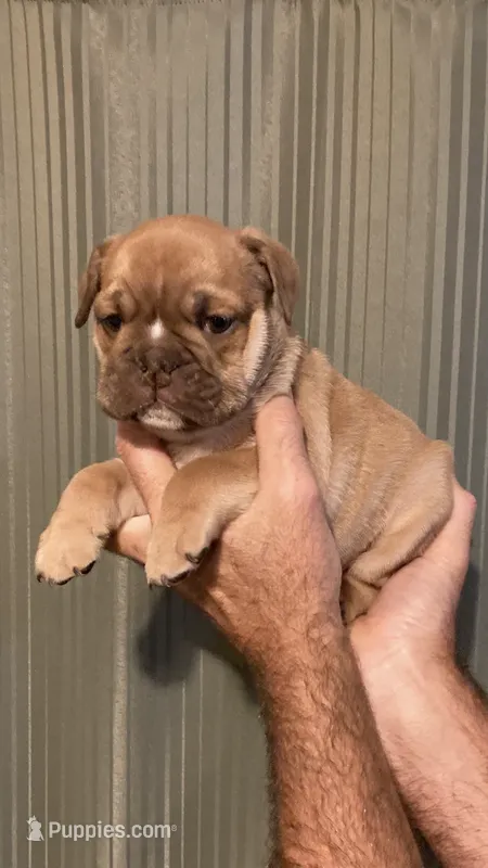 HERSHAL – English Bulldog puppy for sale in Prairie Farm, WI