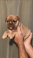 HERSHAL, a male English Bulldog for sale in Prairie Farm, WI – 1 of 4