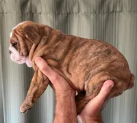 SPROUT, a female English Bulldog for sale in Prairie Farm, WI – 4 of 5
