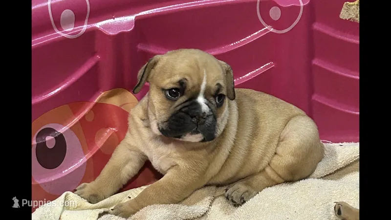 MABEL – English Bulldog puppy for sale in Prairie Farm, WI