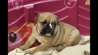 MABEL, a female English Bulldog for sale in Prairie Farm, WI – 1 of 1