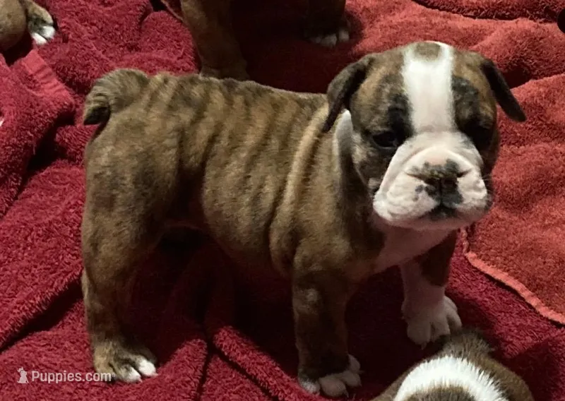 GERTRUDE – English Bulldog puppy for sale in Prairie Farm, WI