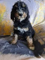 Blaze, a male Goldendoodle for sale in Chama, NM – 1 of 1