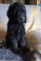 Curly, a male Goldendoodle for sale in Chama, NM – 1 of 1