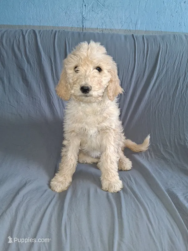 Blonde – Goldendoodle puppy for sale in Chama, NM