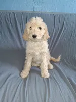 Blonde, a female Goldendoodle for sale in Chama, NM – 1 of 1