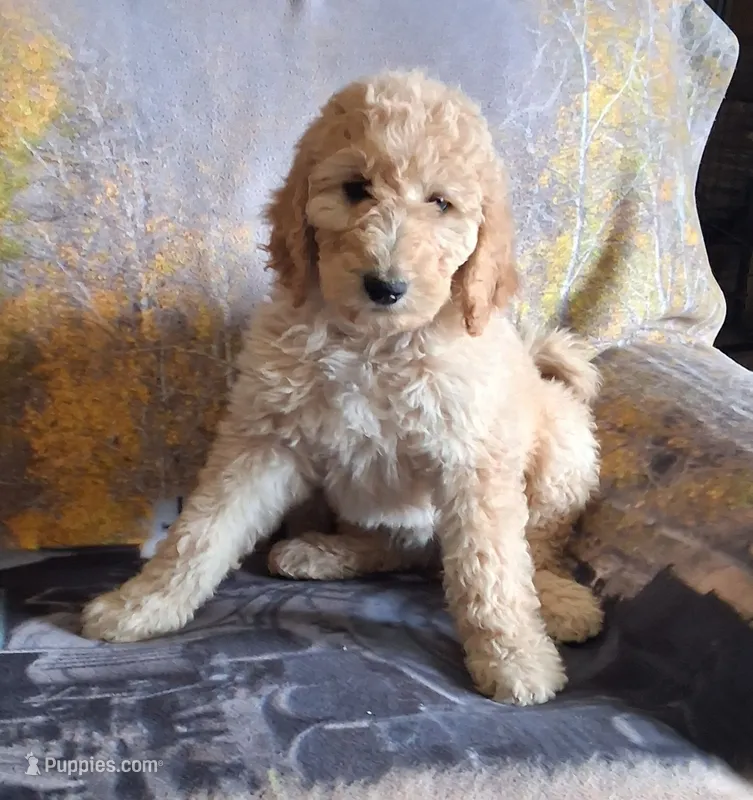 Sassafra – Goldendoodle puppy for sale in Chama, NM