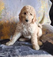 Sassafra, a female Goldendoodle for sale in Chama, NM – 1 of 1