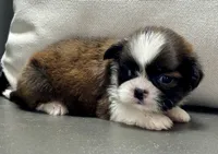 Gabe, a male Shih Tzu for sale in Bonaparte, IA – 8 of 8
