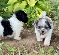 Etta, a female Shihpoo for sale in Bonaparte, IA – 8 of 10