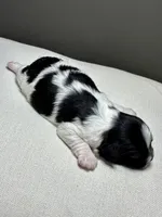 Hank, a male Shichon for sale in Bonaparte, IA – 6 of 6