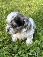 Enga, a female Shihpoo for sale in Bonaparte, IA – 6 of 7