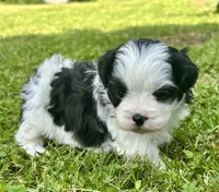 Hanna, a male Shichon for sale in Bonaparte, IA – 3 of 10