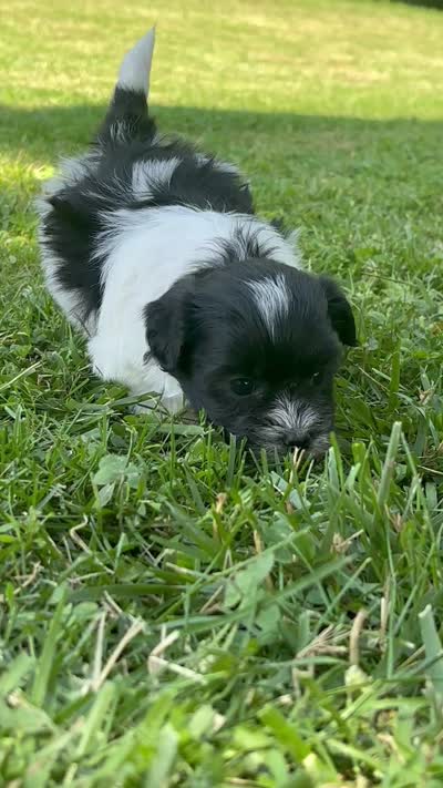 Heidi, a male Shichon for sale in Bonaparte, IA – 8 of 10