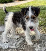 Ava, a female Wire Fox Terrier for sale in Bonaparte, IA – 3 of 9