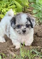 Etta, a female Shihpoo for sale in Bonaparte, IA – 6 of 10