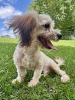 Zeke, a male Shihpoo for sale in Bonaparte, IA – 4 of 9