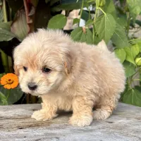Paul, a male Maltipoo for sale in Bonaparte, IA – 7 of 10