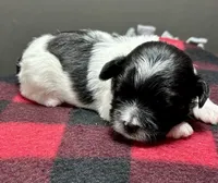 Heidi, a male Shichon for sale in Bonaparte, IA – 2 of 9