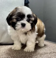 Xyla, a female Shih Tzu for sale in Bonaparte, IA – Photo 3 of 9