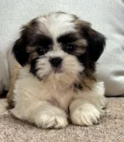 Xyla, a female Shih Tzu for sale in Bonaparte, IA – Photo 6 of 9