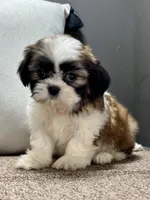 Xyla, a female Shih Tzu for sale in Bonaparte, IA – Photo 5 of 9