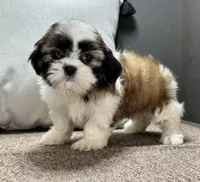 Xyla, a female Shih Tzu for sale in Bonaparte, IA – Photo 7 of 9