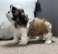 Xyla, a female Shih Tzu for sale in Bonaparte, IA – Photo 8 of 9