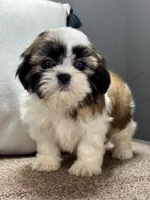 Xyla, a female Shih Tzu for sale in Bonaparte, IA – Photo 1 of 9