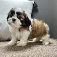 Xyla, a female Shih Tzu for sale in Bonaparte, IA – Photo 2 of 9