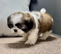 Xyla, a female Shih Tzu for sale in Bonaparte, IA – Photo 4 of 9