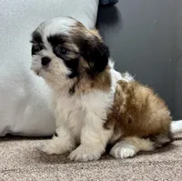 Xyla, a female Shih Tzu for sale in Bonaparte, IA – Photo 9 of 9