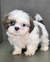 Peyton, a female Shih Tzu for sale in Bonaparte, IA – Photo 9 of 10